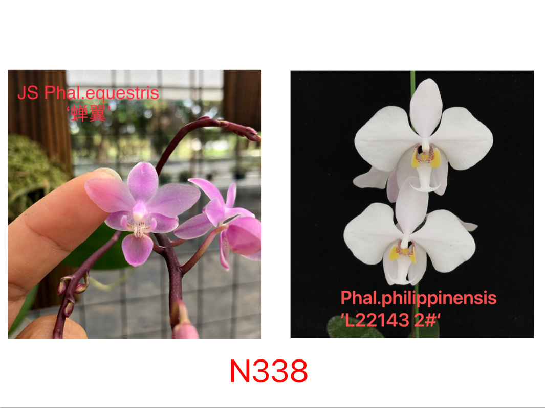 N338蝴蝶兰Phal.equestris蝉翼交philippinensisL221432#蝴蝶兰