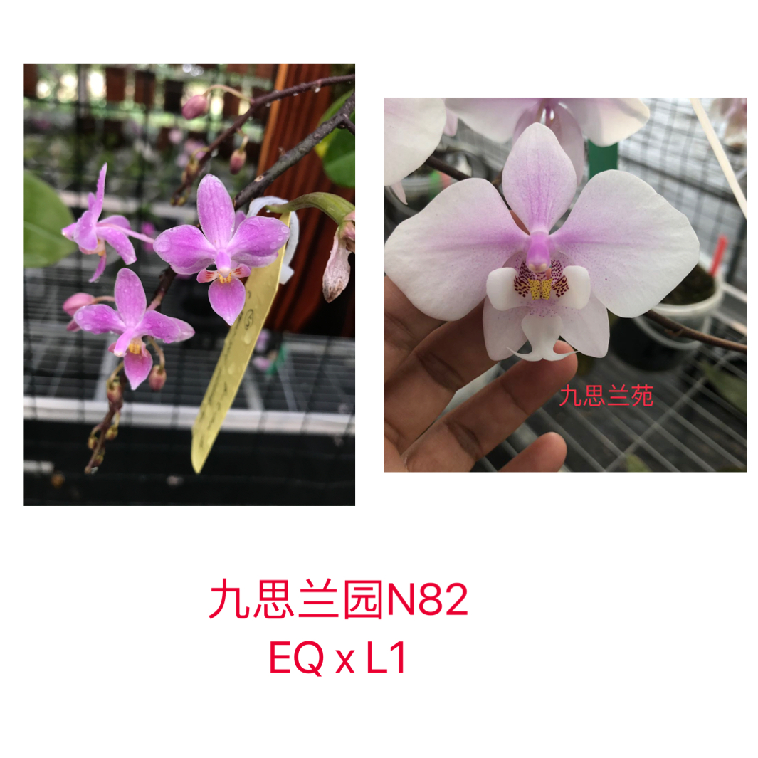 九思兰园N82小屿姬蝴蝶兰EQ交西蕾丽蝴蝶兰L1亲本有香
