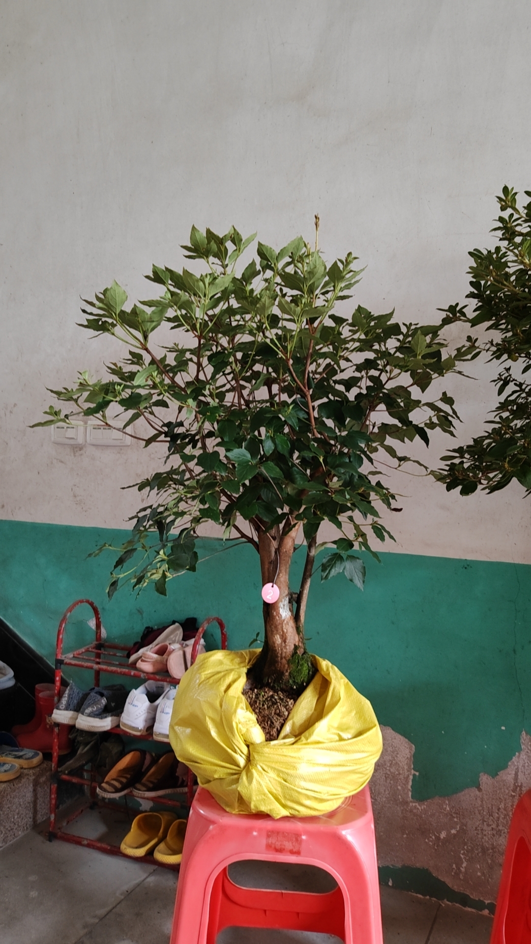 大别山先花后叶品种映山红，花开不见叶，落叶才开花