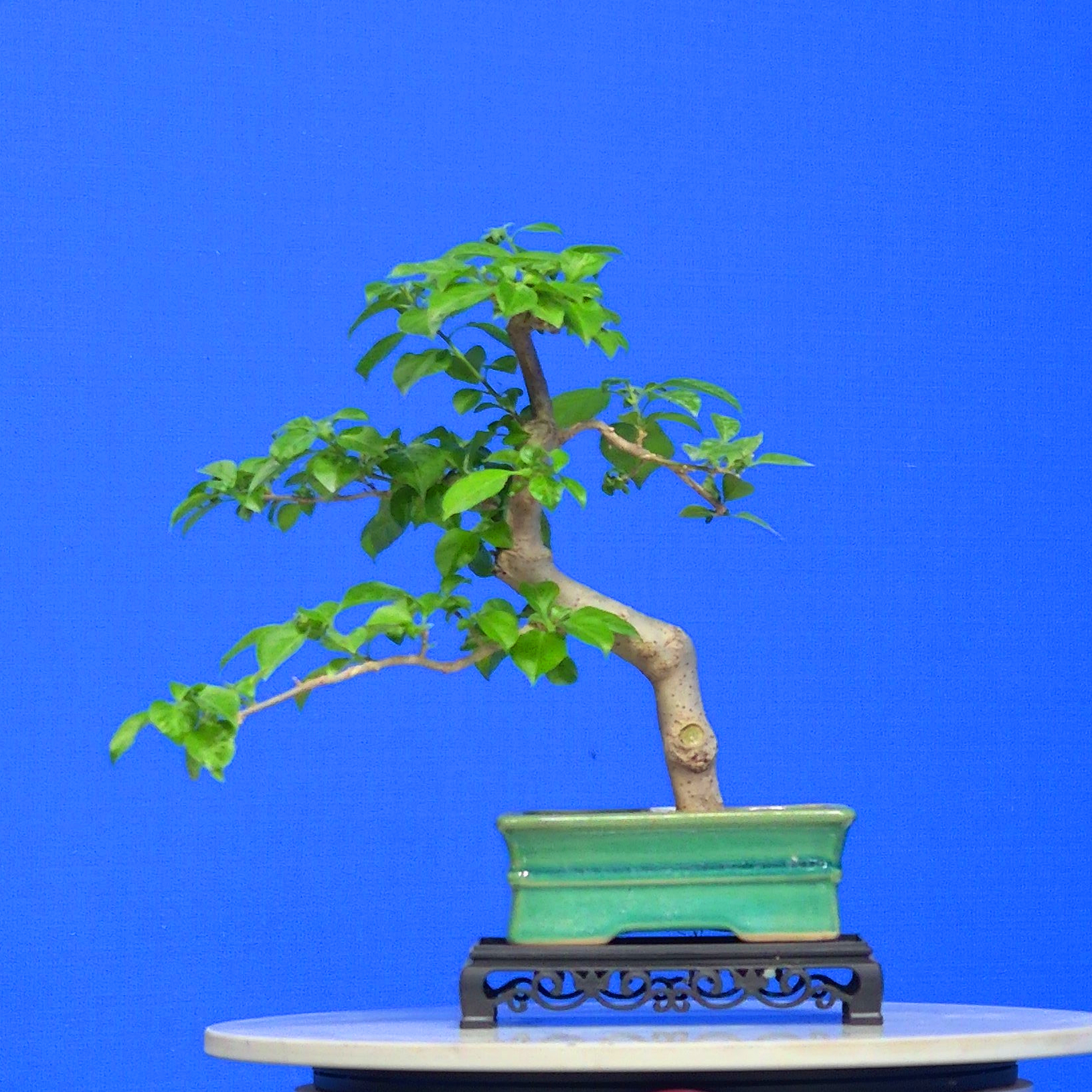 sanjiaomei/三角梅精品年功小叶紫盆景