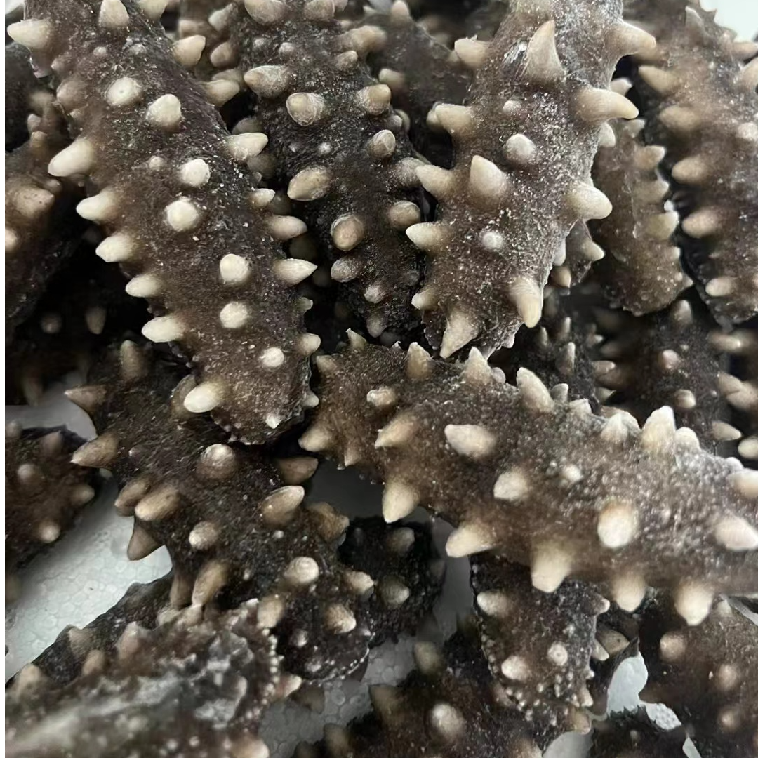 （辽刺参残参）大连辽刺参鲜食海参（介意勿拍）