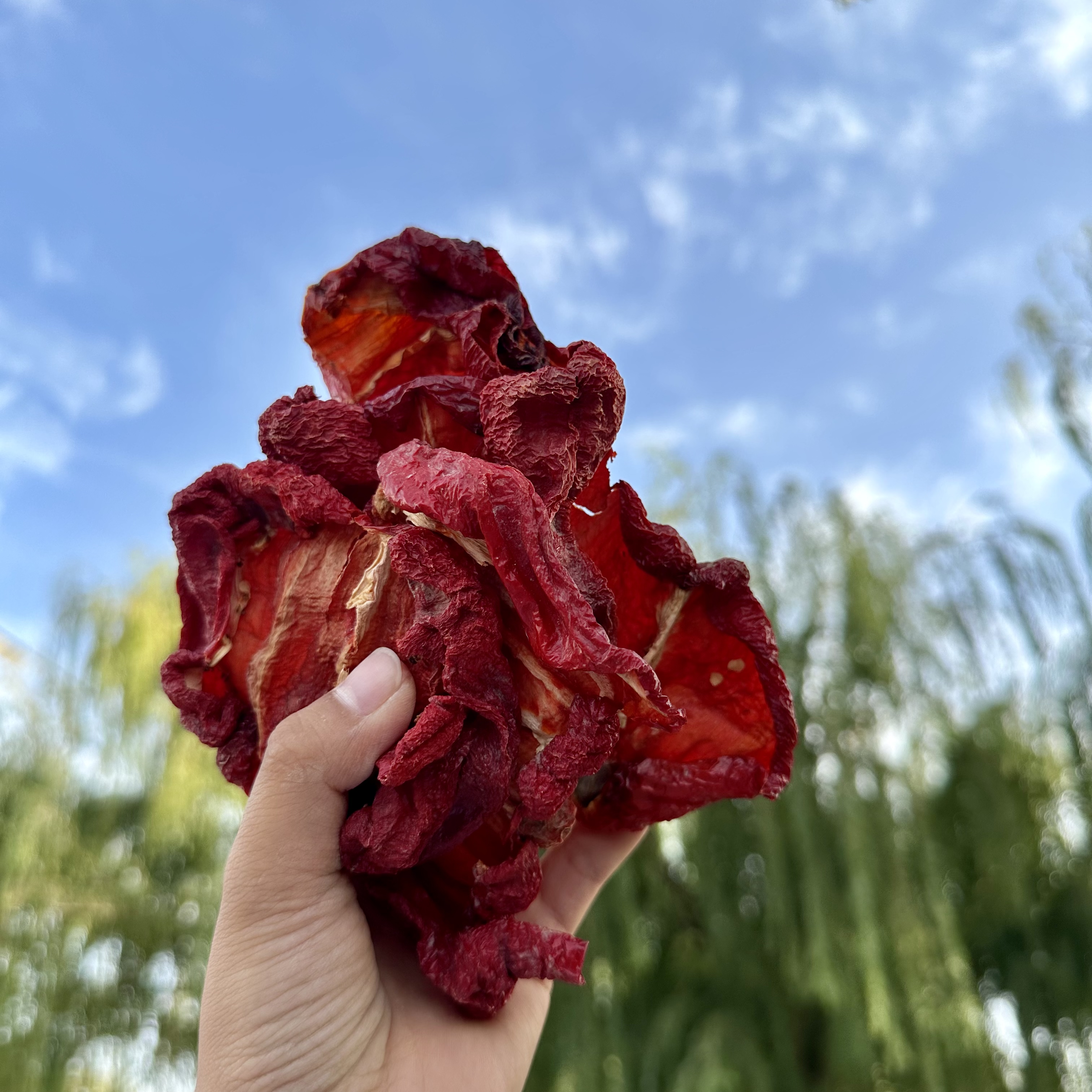 【辣椒小铺【四平头微辣】辣皮子香甜肉厚25年