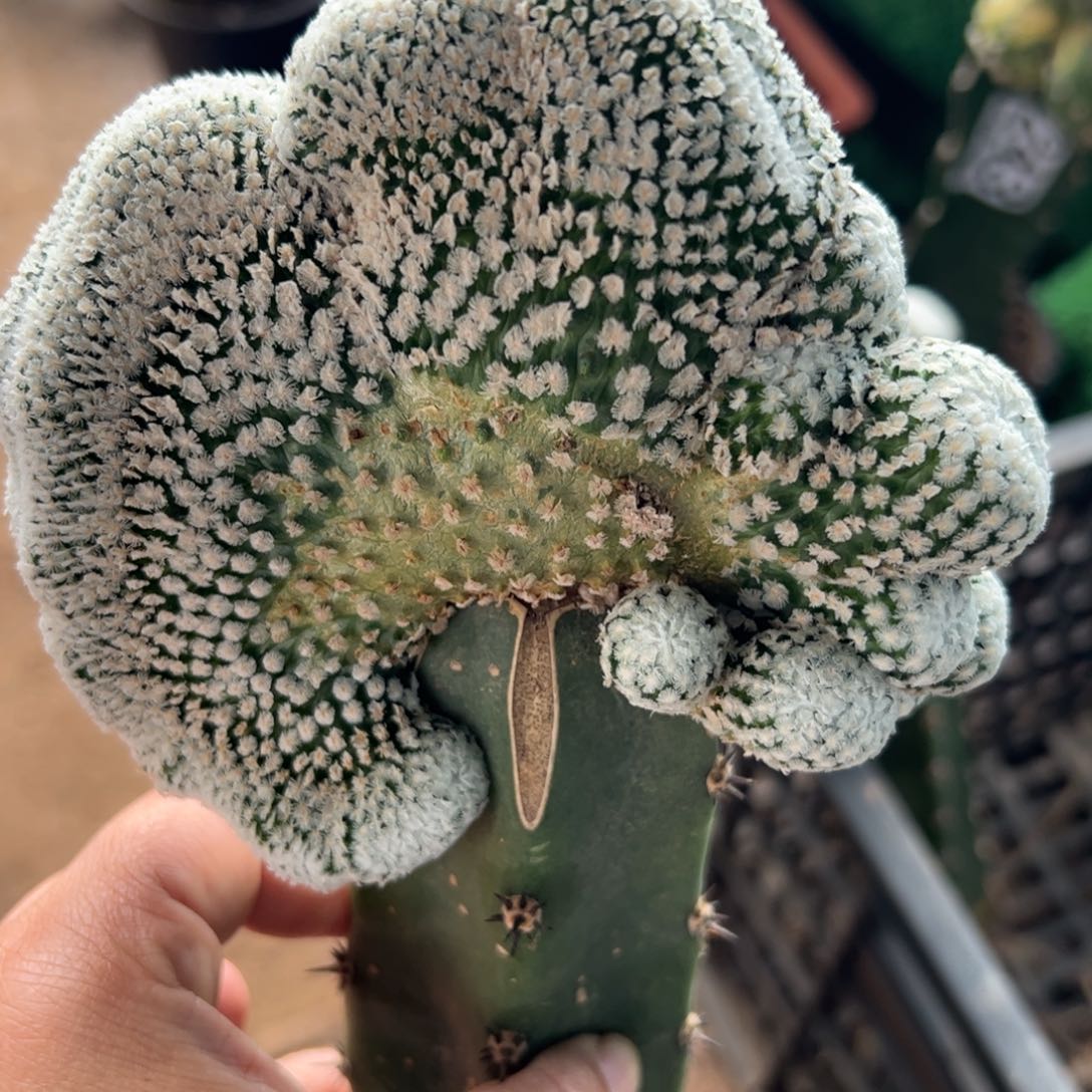 蔷薇丸缀化仙人球534