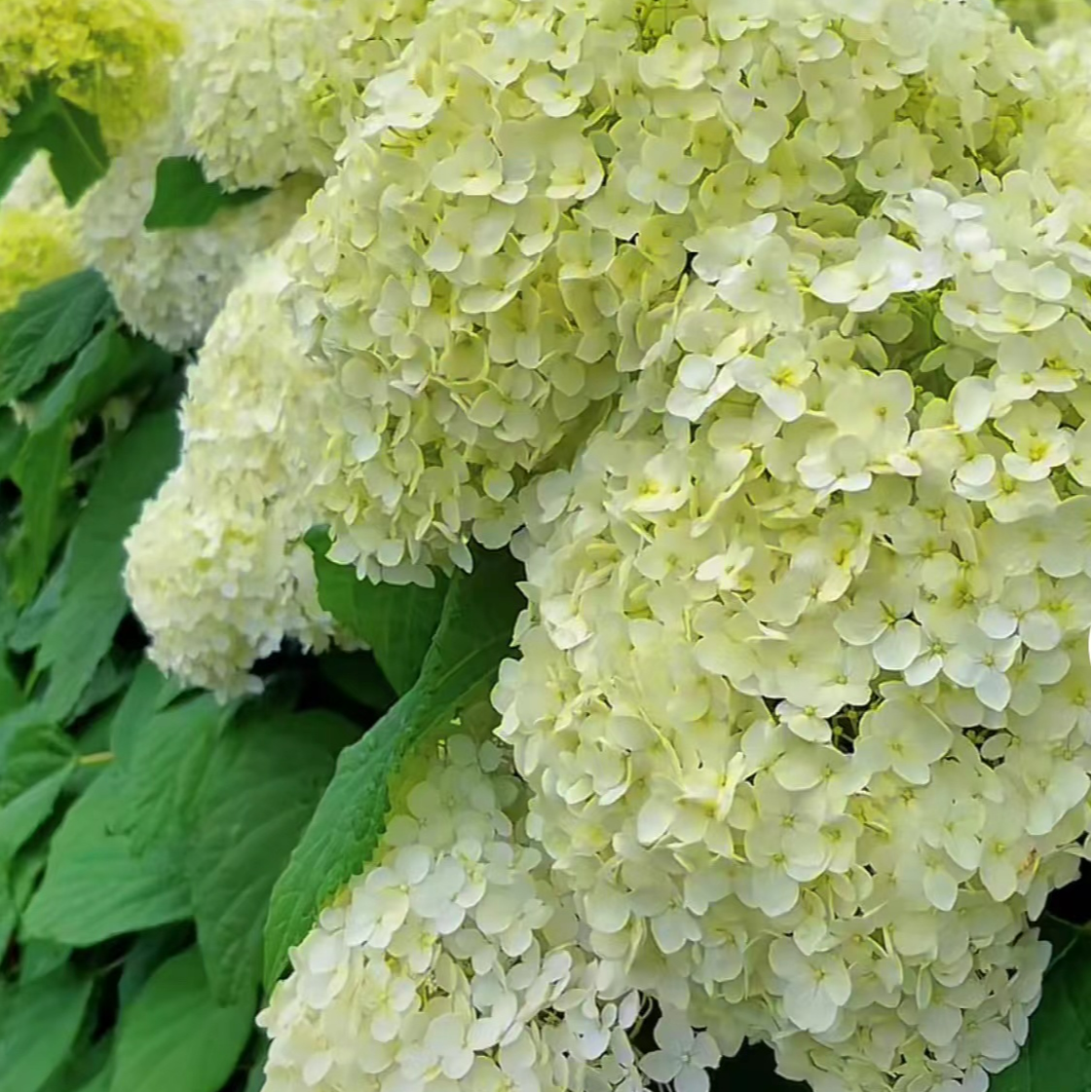 新品种无敌贝拉安娜木种苗品种纯（10棵装）成活率99%以上盆栽