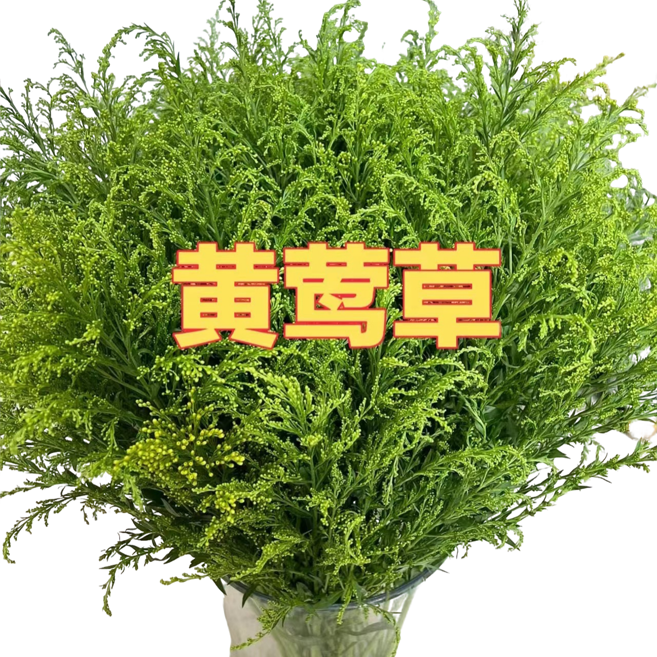 【黄英草草花】云南鲜花基地直发  顺丰 冷链包邮干净自然处理