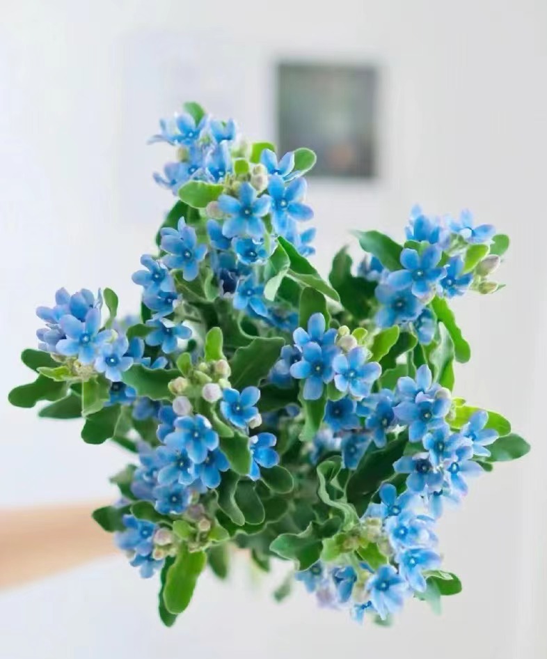 【蓝星花】云南鲜花 顺丰包邮
