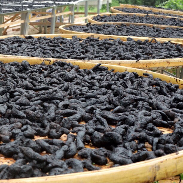 终南山九蒸九晒鸡头精