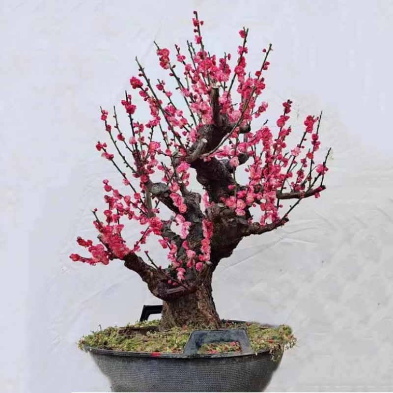 一物一拍梅花精品老桩-寻梅园艺