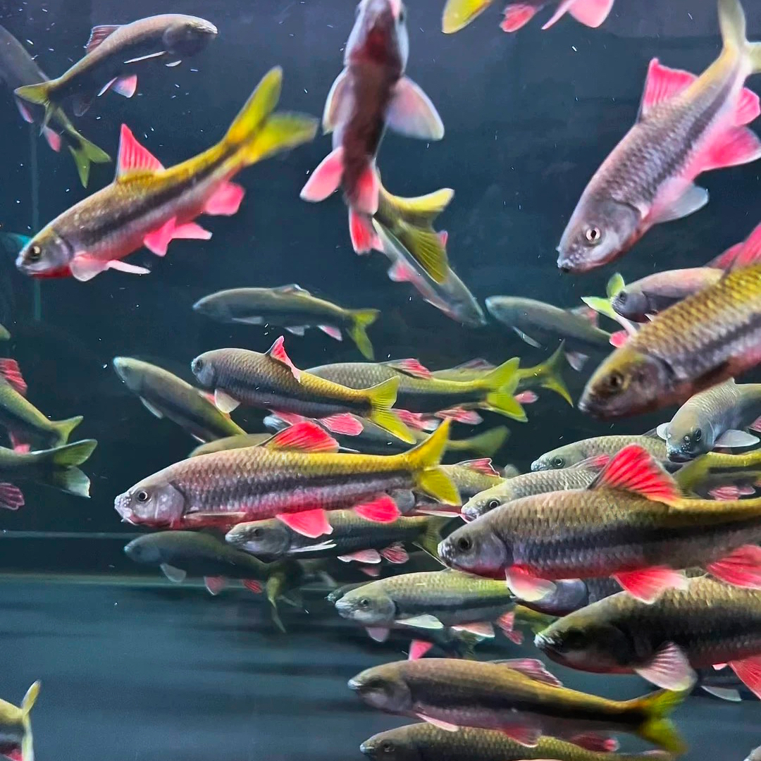 红腹溪石溪流野采原生鱼光唇鱼浙江发色公石斑冷水观赏鱼