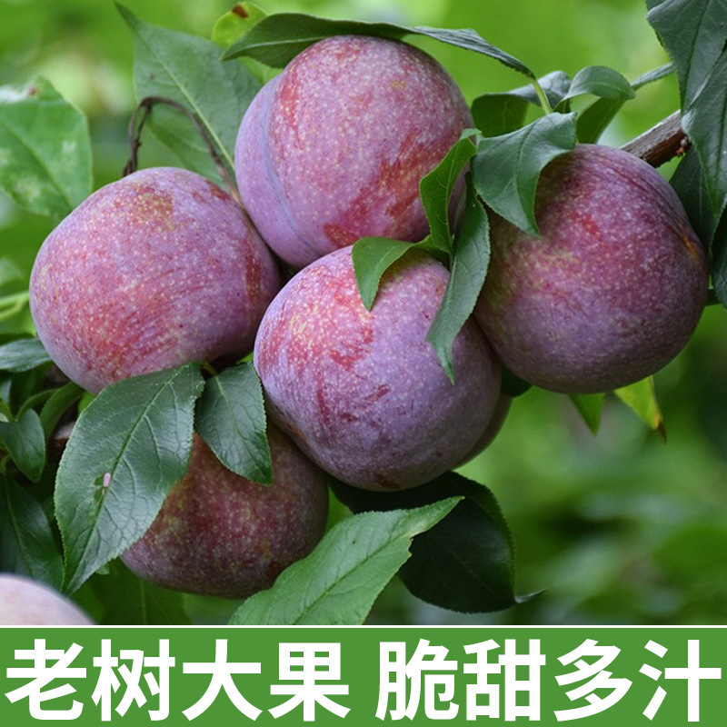 三华李新鲜广东钱排红心李大果孕妇水果酸甜脆
