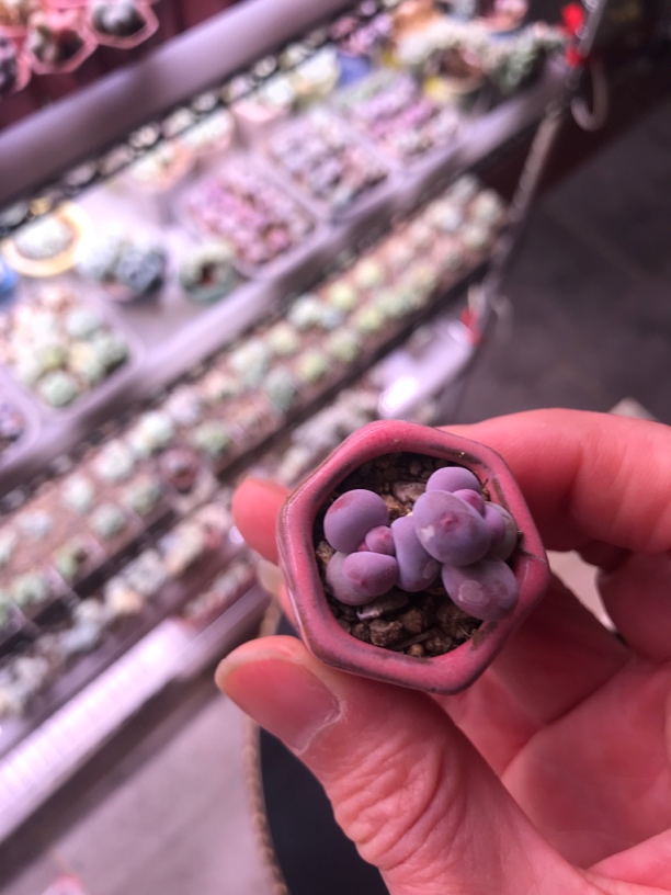 彩虹奶叶片圆润可爱，出状态粉红带尖特别可爱的