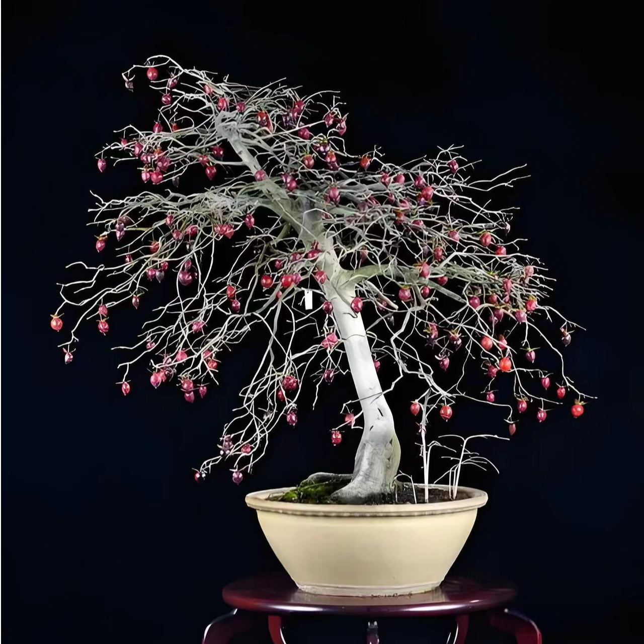 （10-100）基地直发老鸦柿种植基地绿植（一物一拍，请勿乱拍）