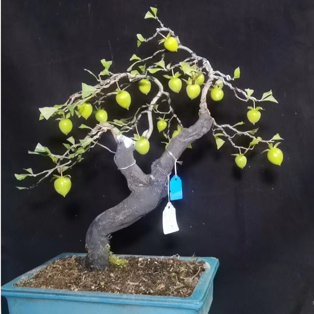 （100-500）基地直发老鸦柿种植基地绿植（一物一拍，请勿乱拍）