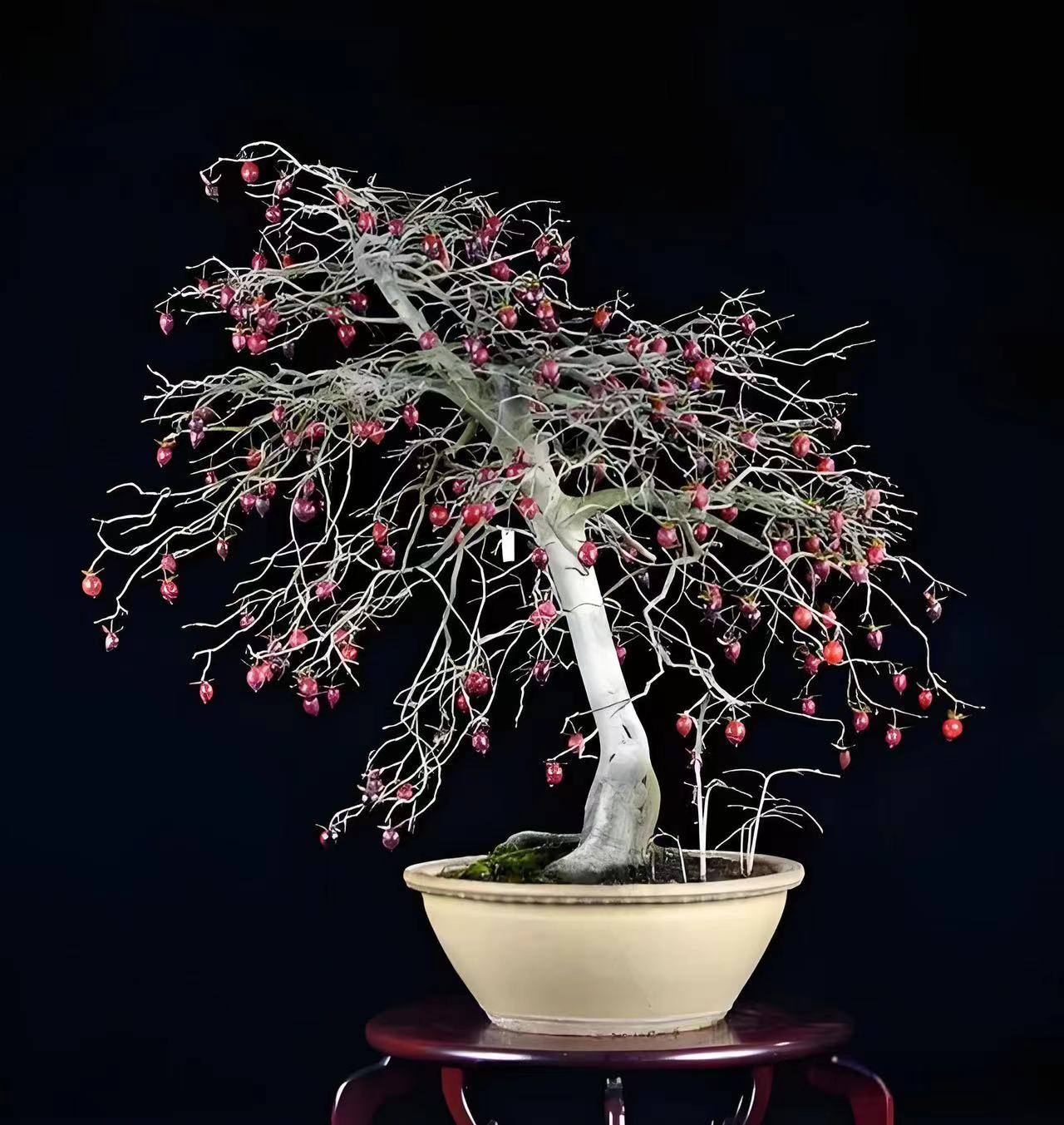 （500-3000）基地直发老鸦柿种植基地绿植（一物一拍，请勿乱拍）