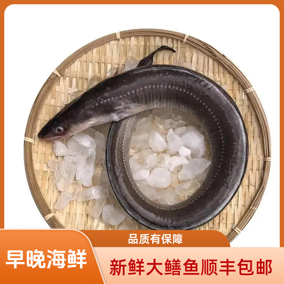 大连当地新鲜大鳝鱼七星鳗顺丰包邮
