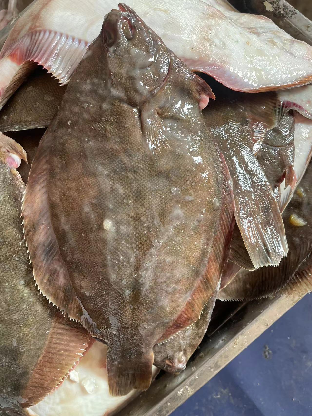 大连当地小嘴鱼 顺丰包邮