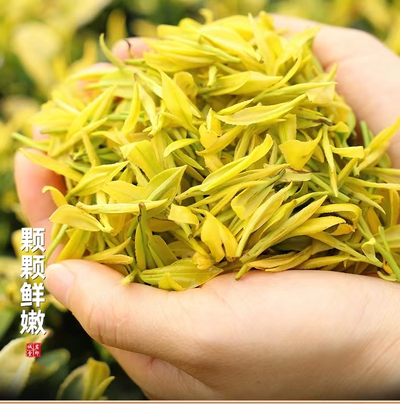 2025新茶黄金芽明前采摘浓香型罐装绿茶手工品质好茶工厂直销