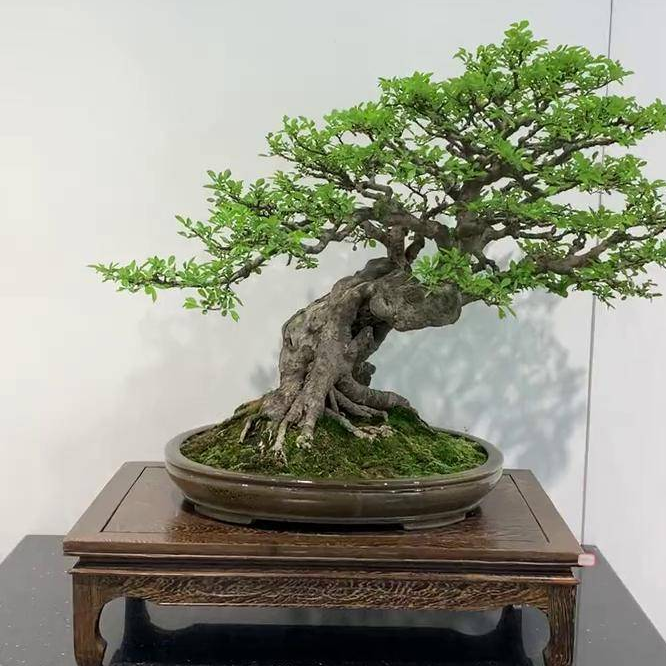 高端榆树盆景绿植