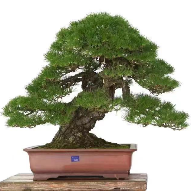 黑松油松景观松(一物一拍，非直播间下单无效，不支持退换)