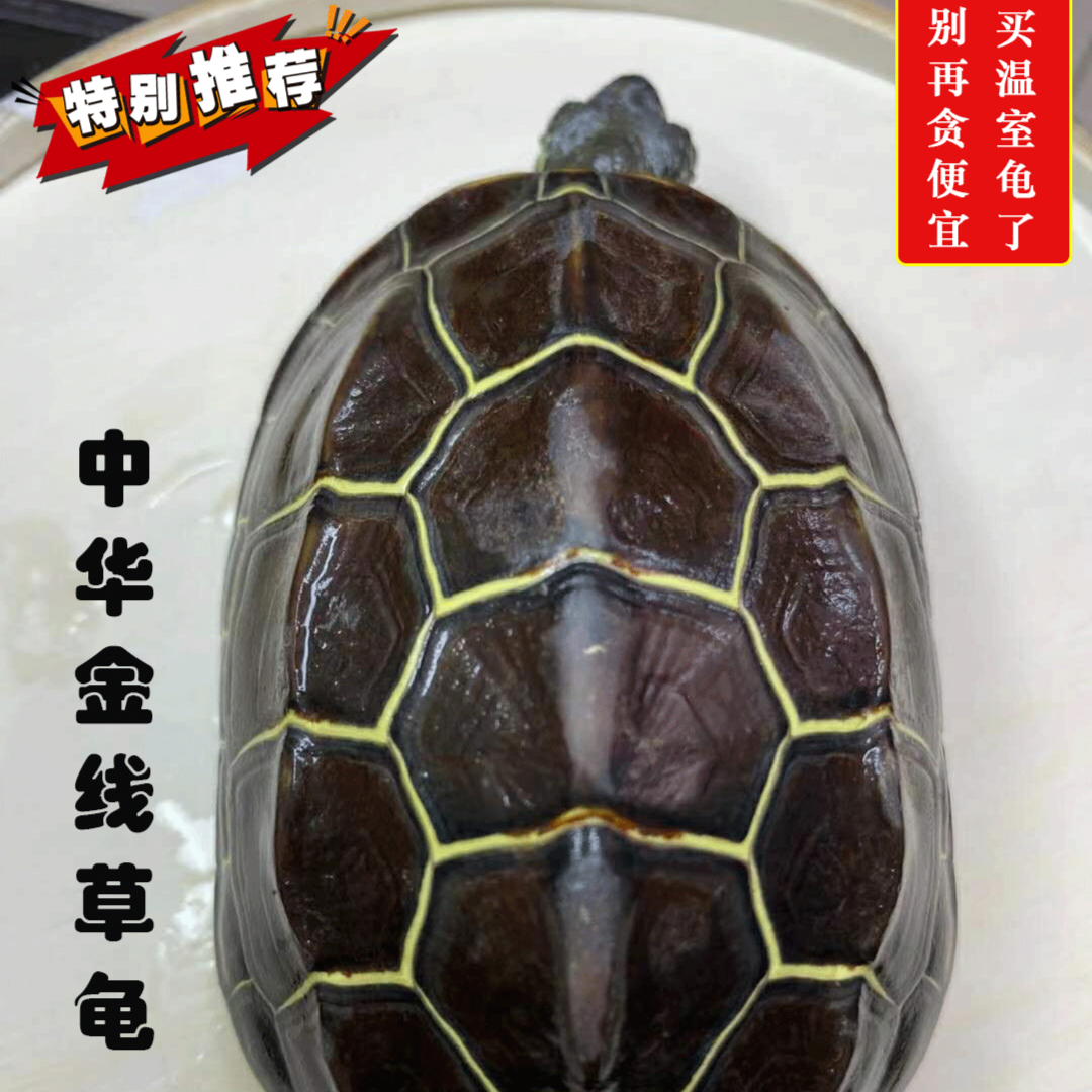 外塘直播挑选链接包邮包活到家拍好开箱视频