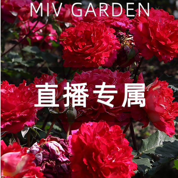 小小米薇 马萨德医生Dominique Massad 红色浓香四季开花玫瑰月季