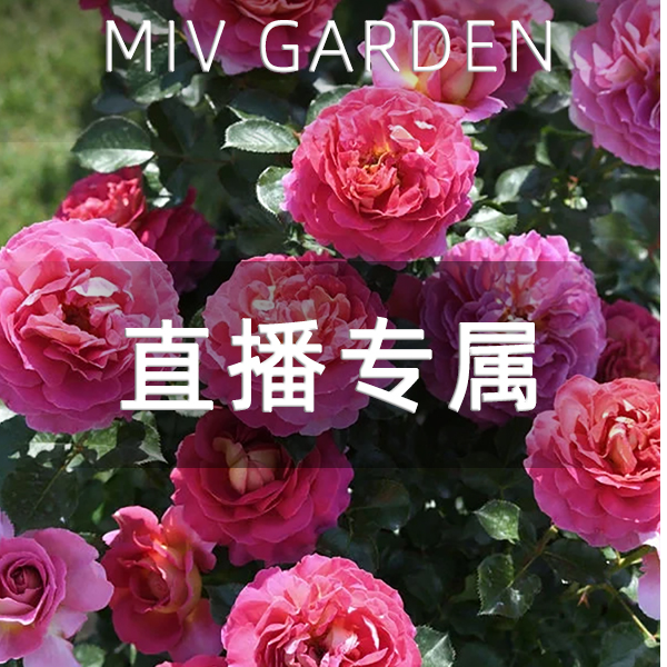 【直播】3加仑 巴黎精神 深粉复色华丽勤花浓香耐热抗病耐雨淋月季