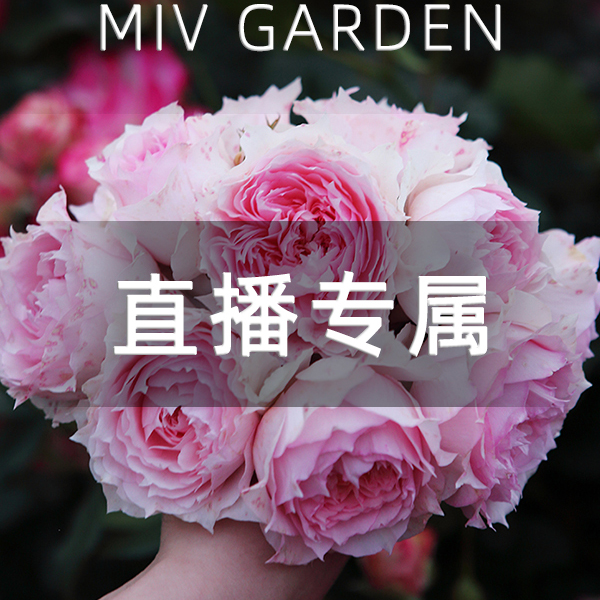 【直播】1加仑【莫妮卡戴维】网红热门粉美人尖阳台盆栽月季