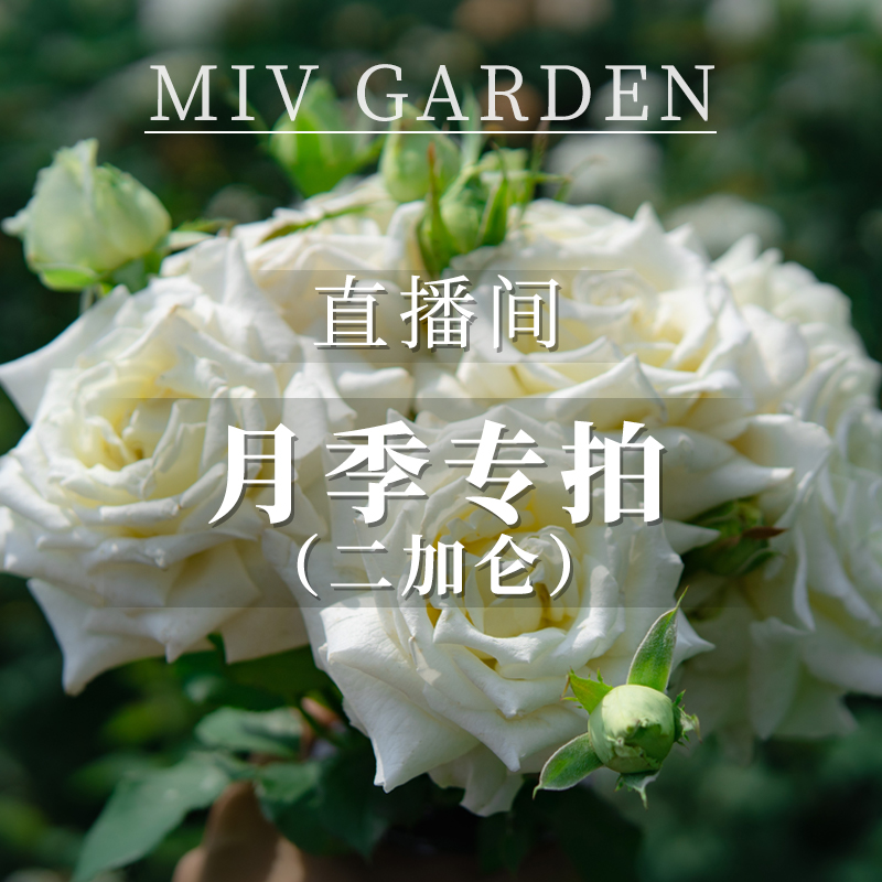 小小米薇【直播专属】2加仑规格月季大盆苗