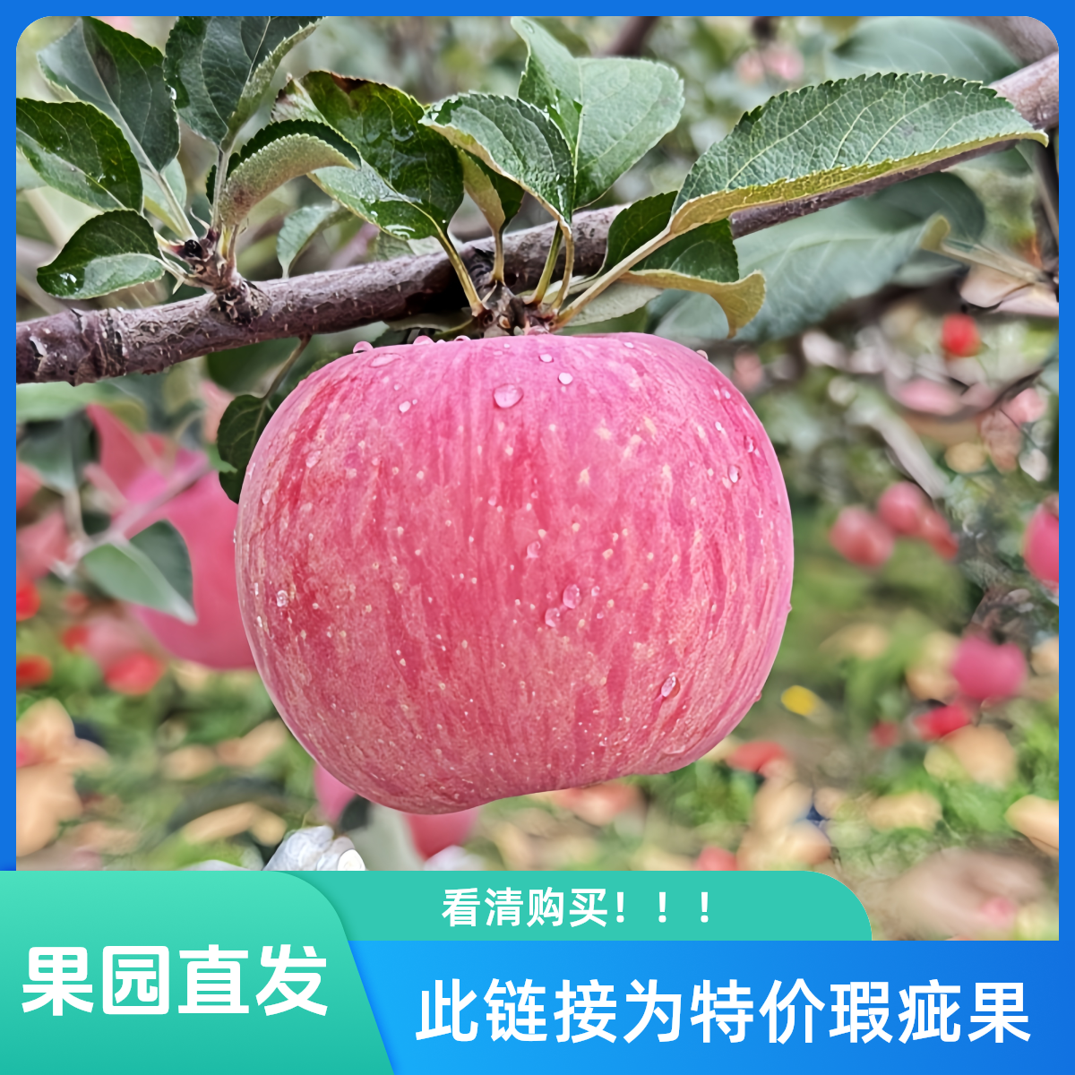【性价比首选】20-24颗左右 瑕疵9斤 陕西延安/洛川/志丹嘎啦苹果
