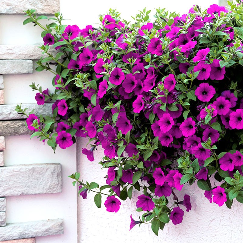 逸棵海明/垂吊植物矮牵牛花苗四季种开花阳台庭院盆栽易种花卉