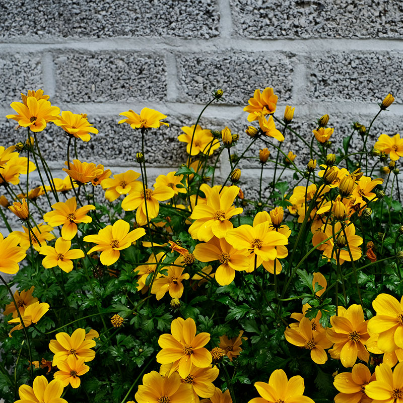 逸棵鬼针草花苗小苗四季种开花阳台庭院易种活春季夏季花卉耐热