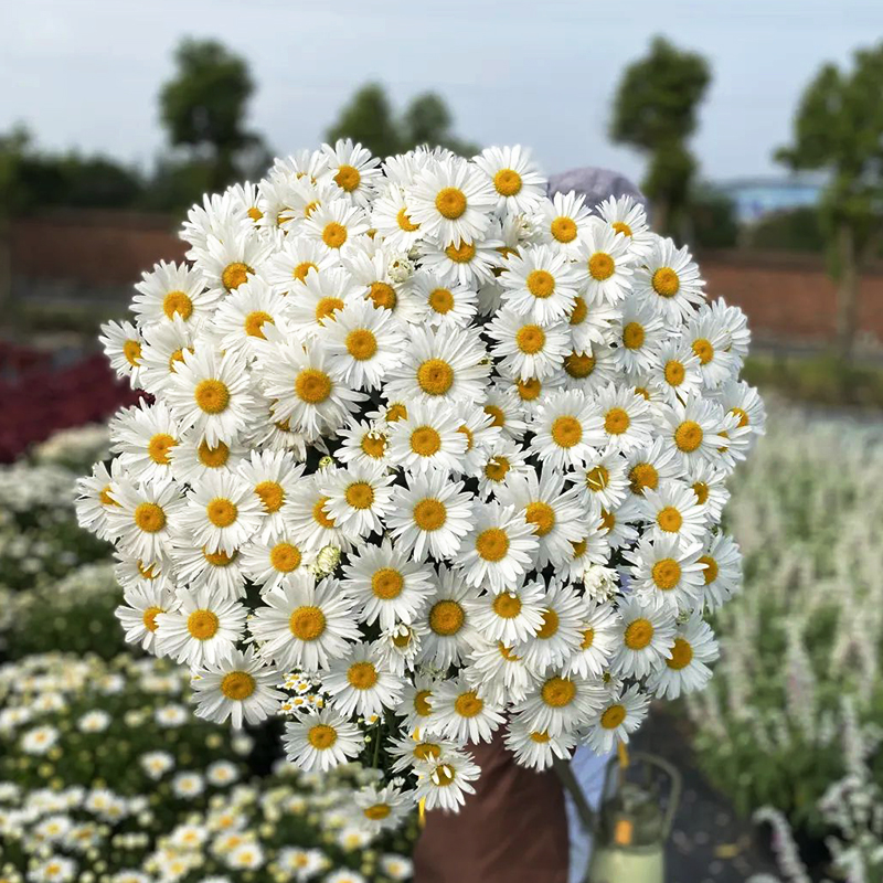 逸棵2株大滨菊花苗麦当娜系列多年生阳台庭院四季种宿根花苗盆栽
