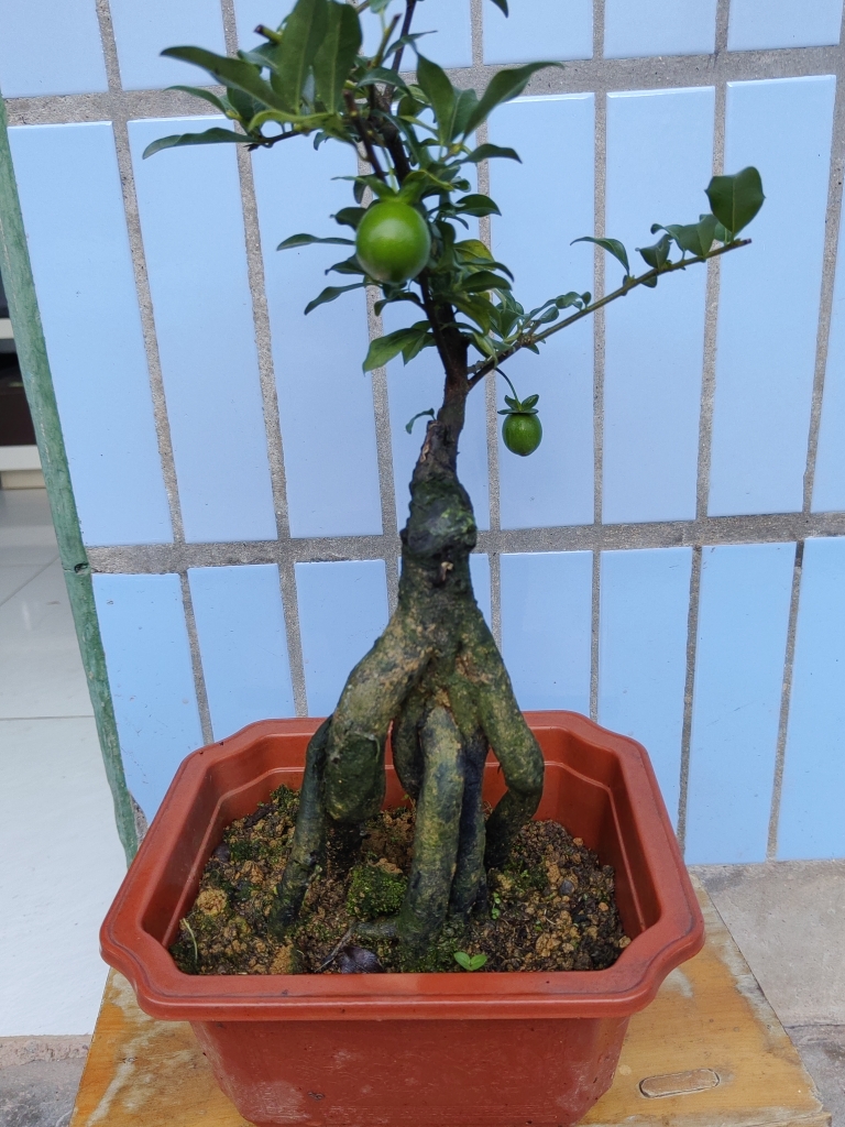 金弹子盆栽嫁接血红果