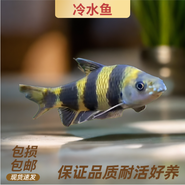 华鳈鱼啃藻鱼活体冷水鱼熊猫鱼原生鱼工具鱼底层鱼观赏鱼发货黑色