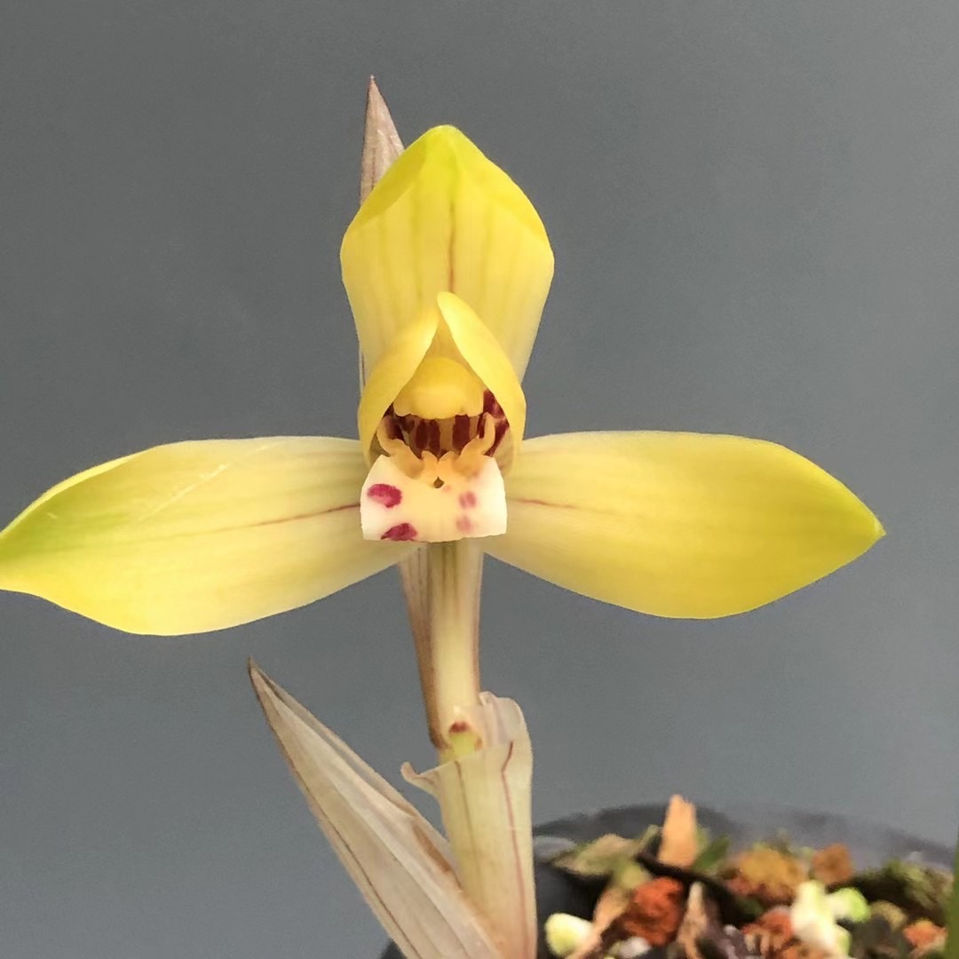 国兰名品专拍一组一拍  春兰  建兰春剑莲瓣