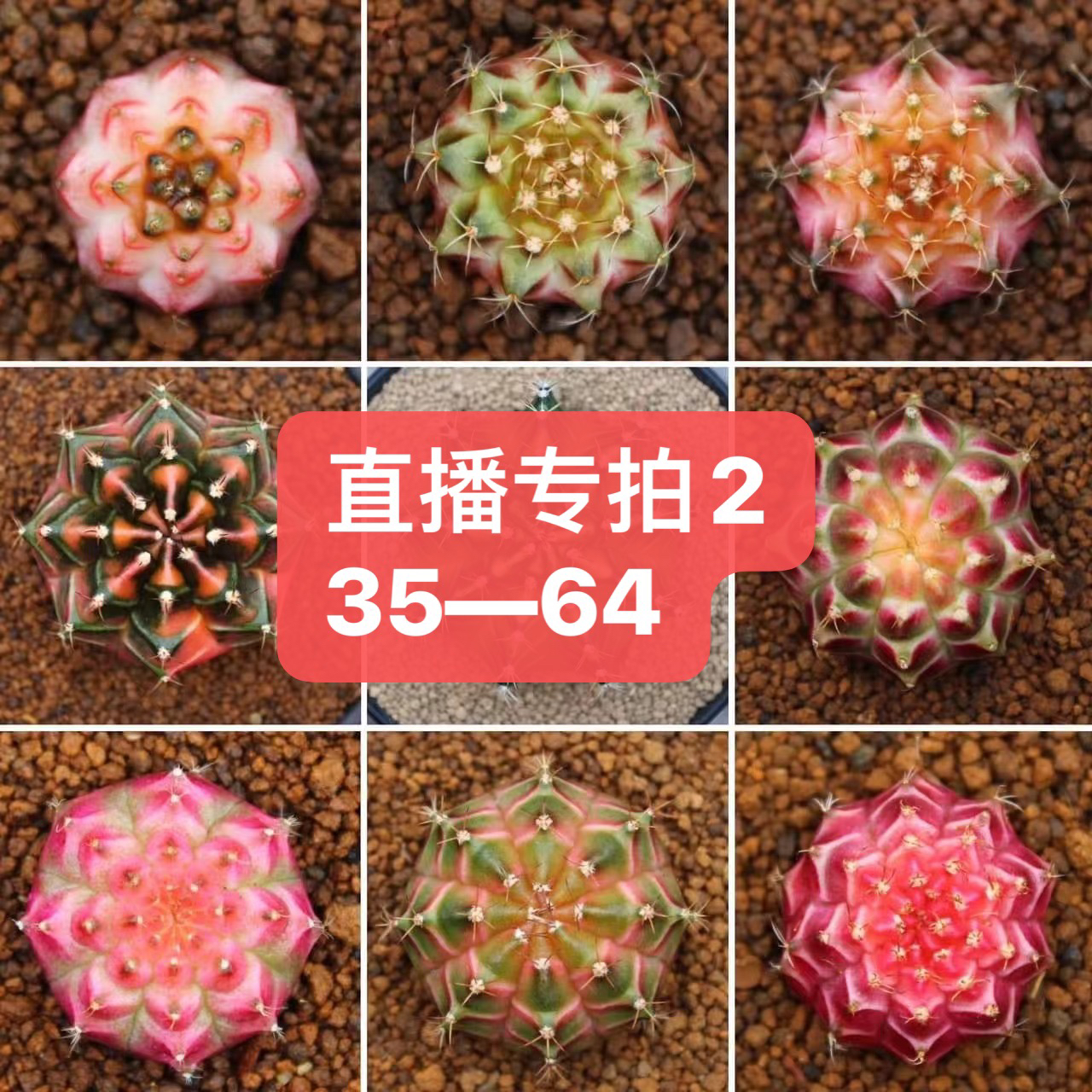 仙人球自选一物一拍默认带盆发