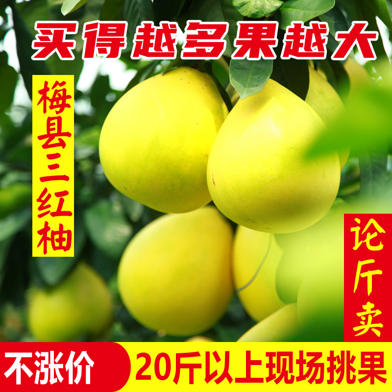 【中果】20斤9到10个中果单果种1.8-2.2斤梅县三红蜜柚