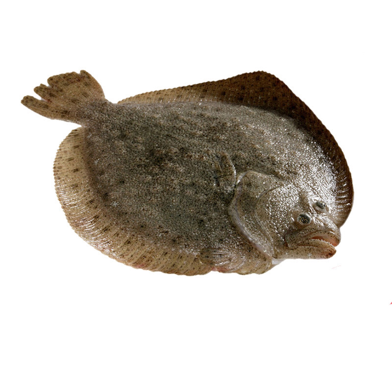 【西安一小时到家】   鲜活多宝鱼现杀特大鸦片鱼鲽鱼海鲜水产整条