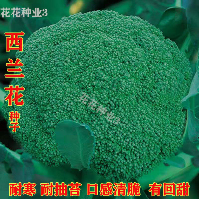 【新种】西兰花种四季耐热耐寒高产秋季花菜阳台盆栽菜籽种子大全