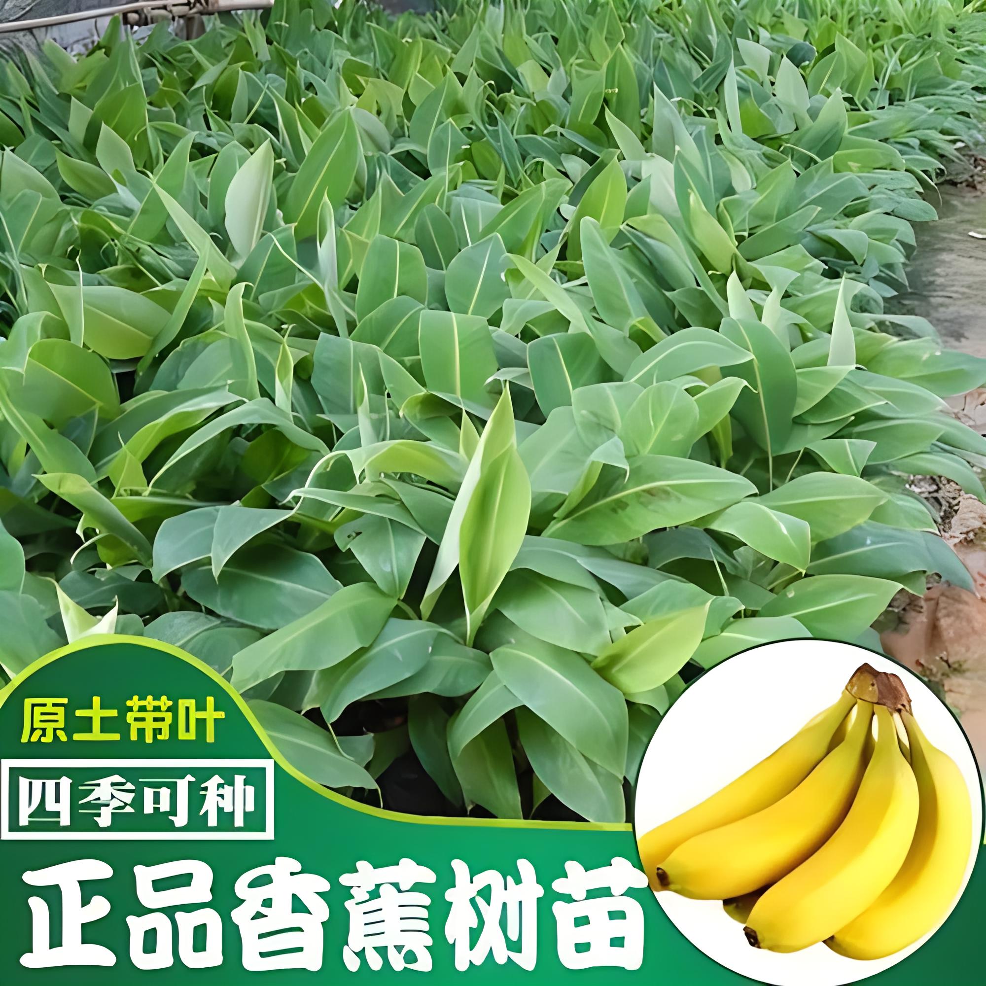 【产量高】香蕉树苗中蕉9号香蕉苗当年结果矮化树阳台庭院盆栽树