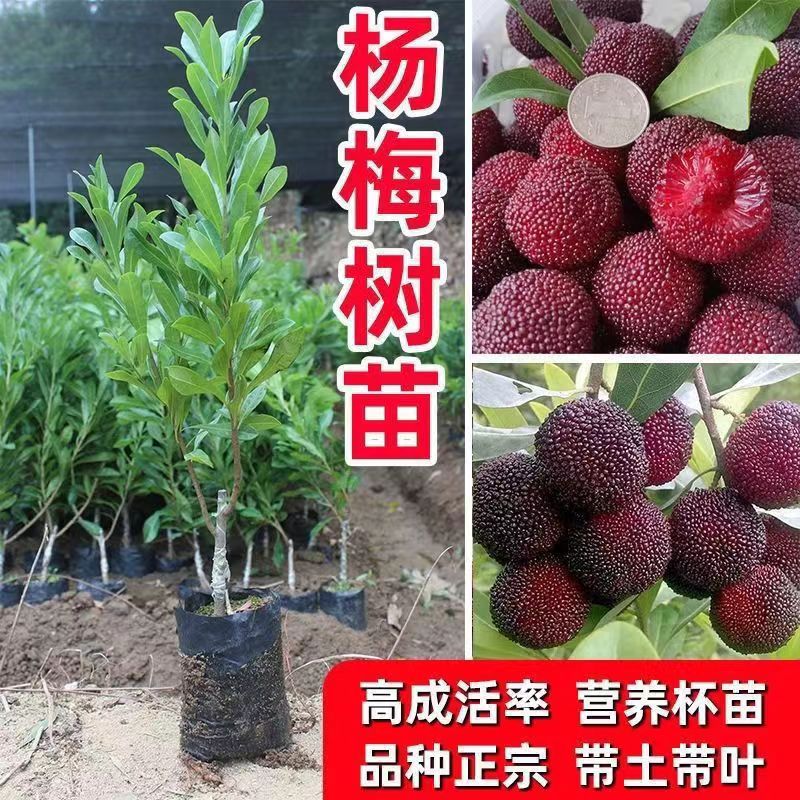 正宗东魁杨梅嫁接苗黑炭杨梅带土羊奶带叶耐寒耐热南北方可以种植