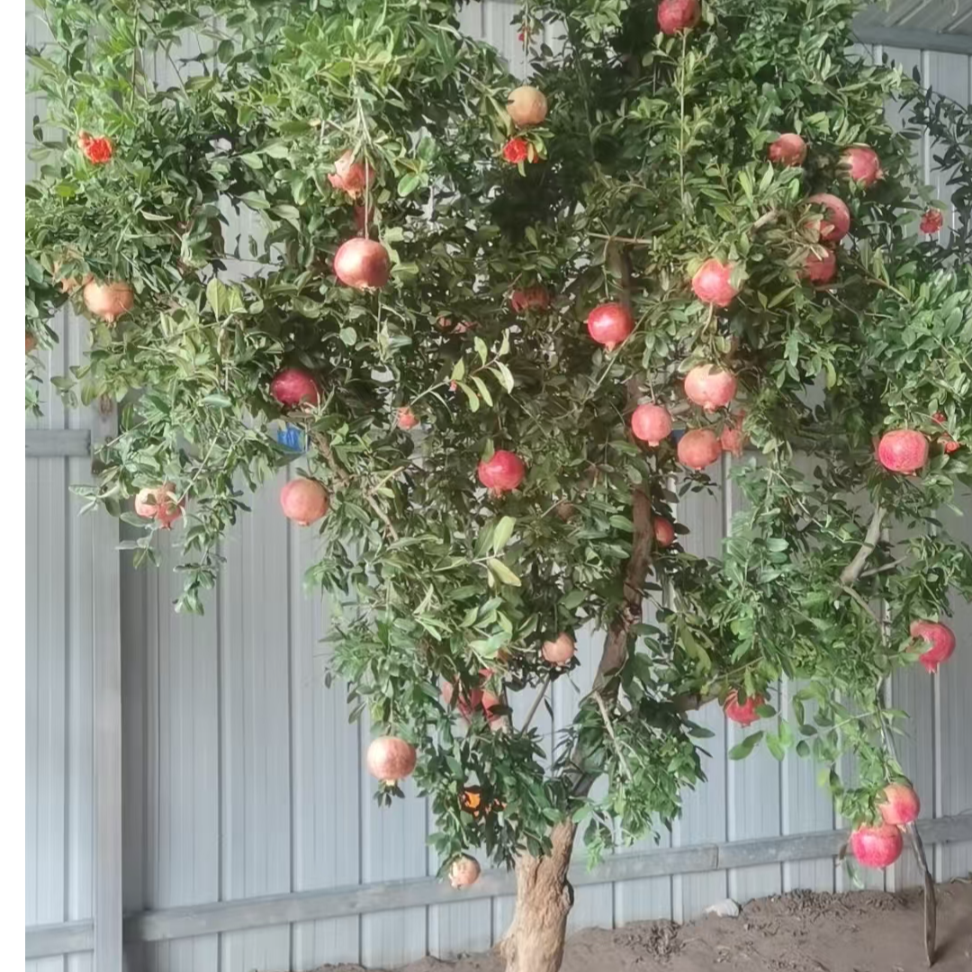 新品种慕乐超软籽石榴树