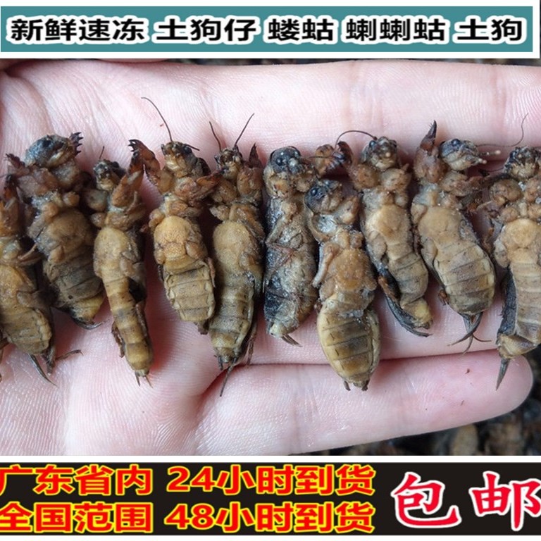 新鲜速冻蝼蛄精挑细选蝲蝲蛄土狗仔食用昆虫全国包邮空运500g起