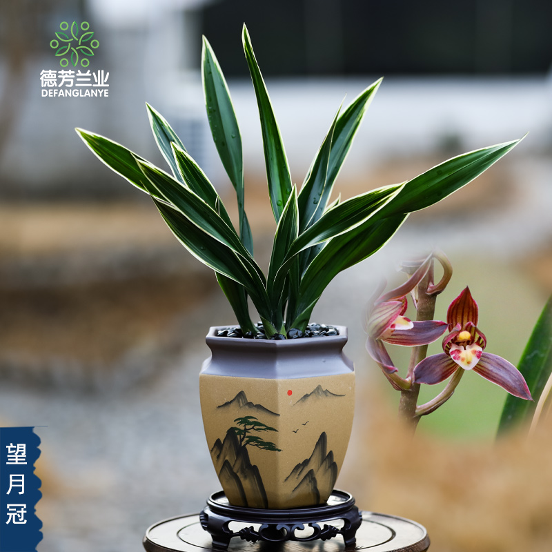 兰花苗墨兰望月冠名贵花卉绿植盆栽开花栽培室内盆景植物客厅植物