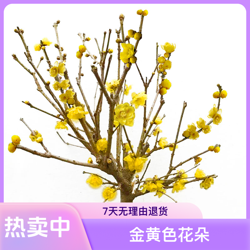 大花浓香型腊梅海棠花盆栽地栽室内室外绿植植物耐高温耐寒耐旱