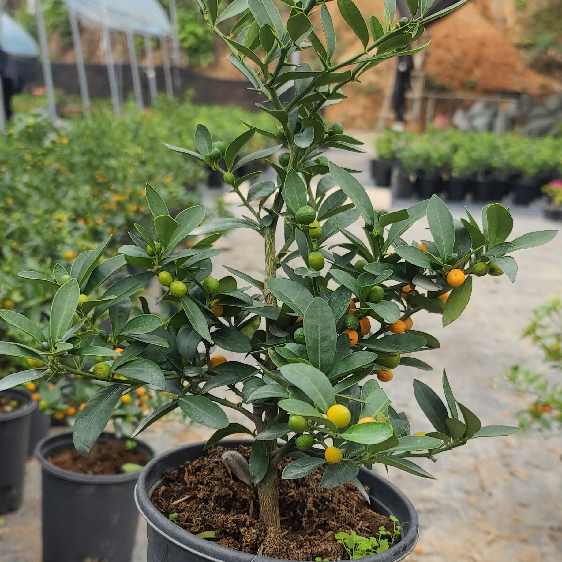 豆豆大红果挂果期长适合书桌办公桌庭院四季常绿植物