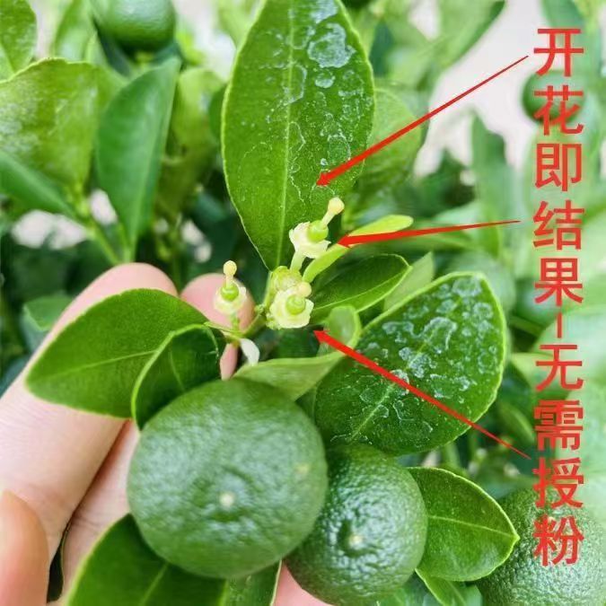 海南小青柠四季结果带土带叶发货
