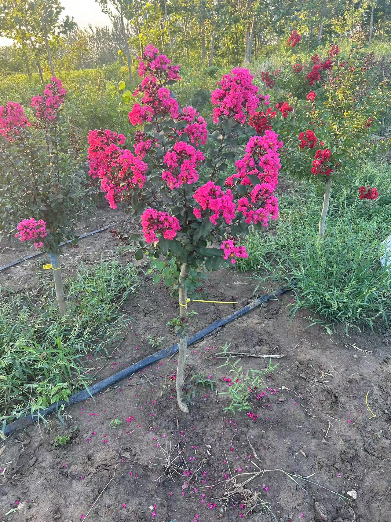 天鹅绒紫薇花独杆树苗盆栽地栽庭院花卉绿化工程苗夏天