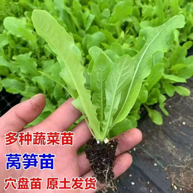 青皮莴笋苗红皮莴笋莴苣秧苗红叶莴笋秋冬季蔬菜菜苗批发耐寒耐热