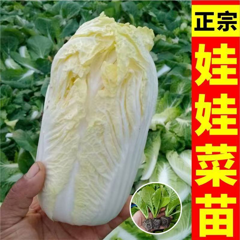 高山娃娃菜苗秧苗黄心白菜苗种子早熟秋季四季农家大田蔬菜大白菜